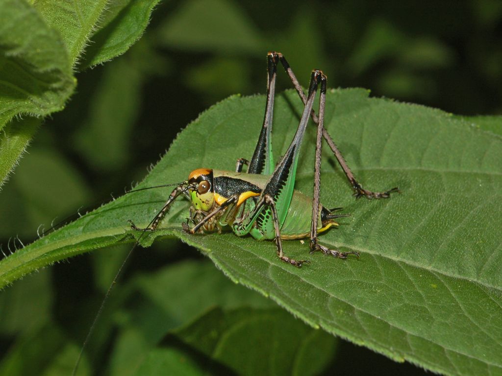 Una cavalletta multicolore: Eupholidoptera chabrieri